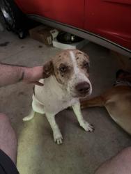 Found/Stray Male Dog last seen Near Mt Hebron Rd, Black Mountain, NC 28711