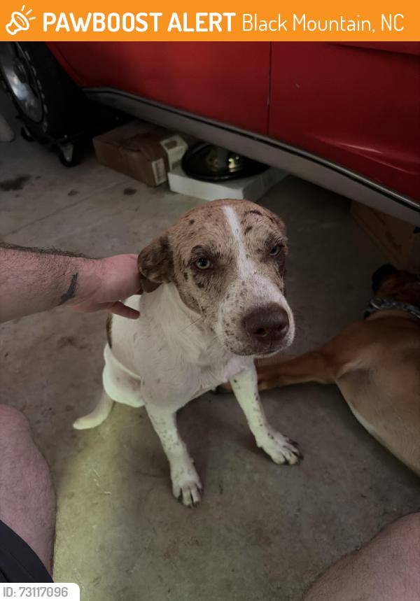 Found/Stray Male Dog last seen Near Mt Hebron Rd, Black Mountain, NC 28711