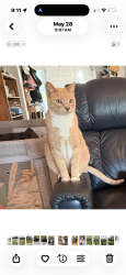 Lost Male Cat last seen Sw53rd and 96th pl, Ocala, FL 34476