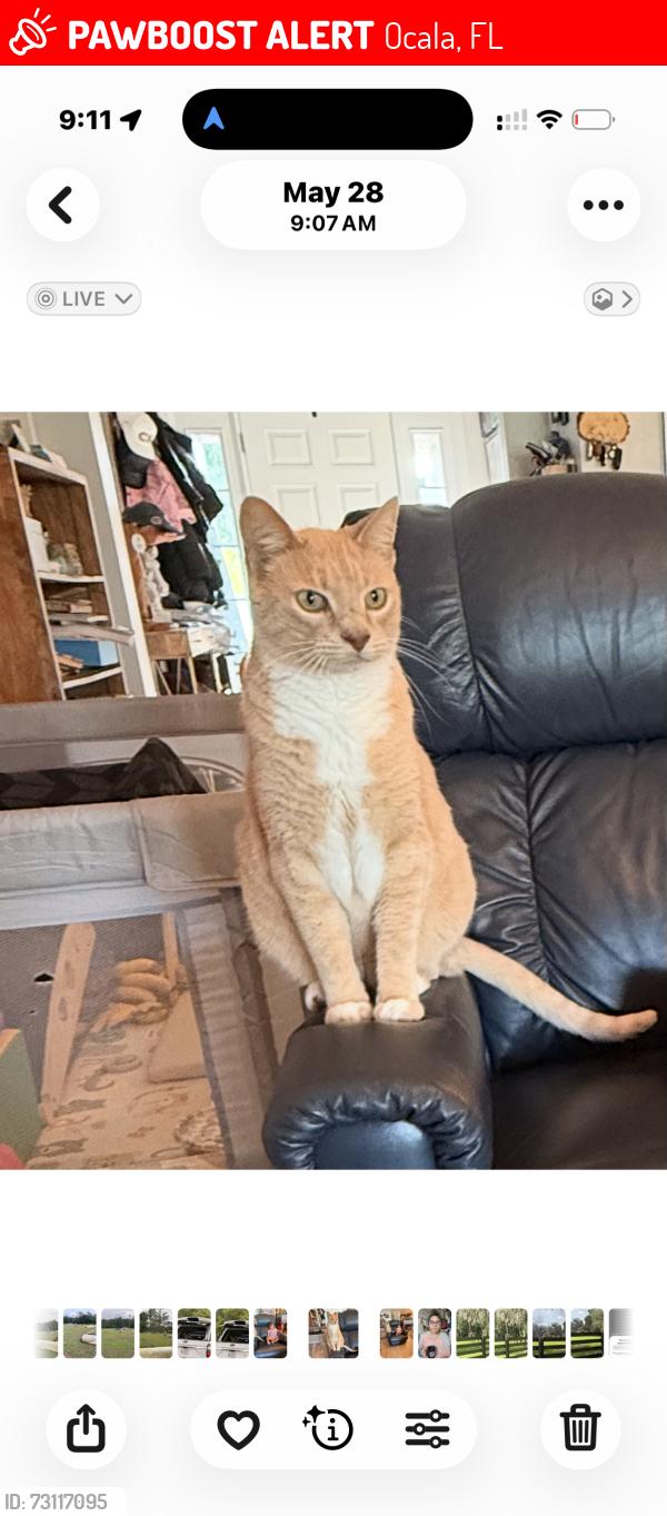 Lost Male Cat last seen Sw53rd and 96th pl, Ocala, FL 34476