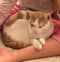 Reunited Male Cat last seen Near Delta River Way, Knightdale, NC 27545, USA, Knightdale, NC 27545