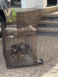 Found/Stray Female Dog last seen Westpark and southwest freeway, Houston, TX 77081