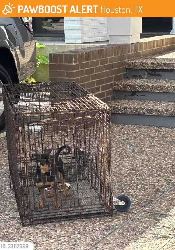Found/Stray Female Dog last seen Westpark and southwest freeway, Houston, TX 77081