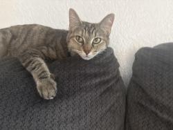 Reunited Female Cat last seen N 23rd ave and Cortez ave, Phoenix, AZ 85029
