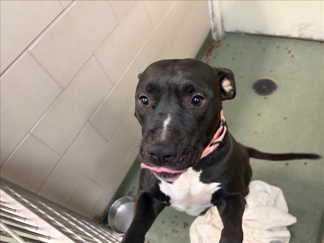 Shelter Stray Female Dog last seen Near BLOCK ALTO ST, SANTA FE COUNTY, NM 87501, 100 Caja Del Rio Rd, Santa Fe, NM 87507, USA