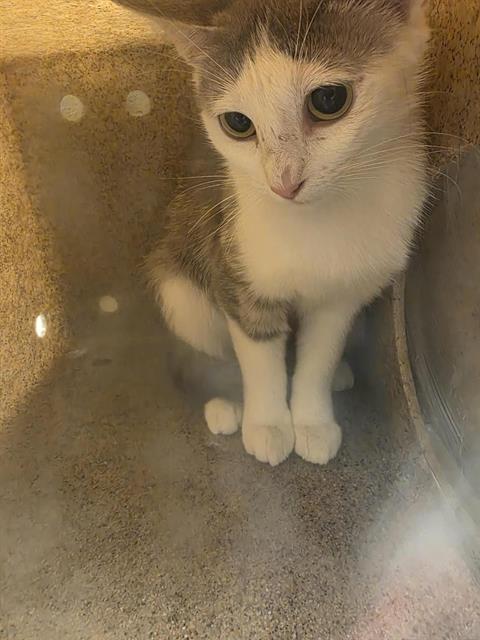 Shelter Stray Unknown Cat last seen Near BLOCK W SPUR CIR, 4522 W 3500 S, West Valley City, UT 84120, USA