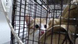 Shelter Stray Unknown Cat last seen XJUDSON/GENNESSEE, 1419 Bryant St, San Francisco, CA 94103, USA