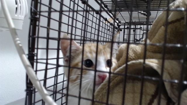 Shelter Stray Unknown Cat last seen XJUDSON/GENNESSEE, 1419 Bryant St, San Francisco, CA 94103, USA