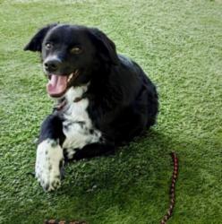 Shelter Stray Male Dog last seen , West Valley Animal Shelter, 20655 Plummer St, Chatsworth, CA 91311, USA