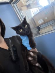 Shelter Stray Female Cat last seen PENNSYLVANIA AVE & JOHNSTON ST, COLTON, CA, 92324, USA, 333 Chandler Pl, San Bernardino, CA 92408, USA