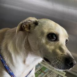 Shelter Stray Male Dog last seen , 1850 W 60th St, Los Angeles, CA 90047, USA