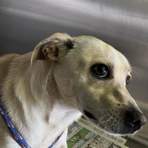 Shelter Stray Male Dog last seen , 1850 W 60th St, Los Angeles, CA 90047, USA