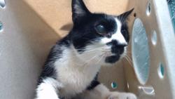 Shelter Stray Male Cat last seen , 11258 Garfield Ave, Downey, CA 90242, USA