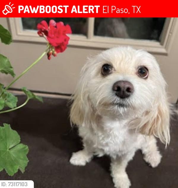 Lost Female Dog last seen Near Wesleyan Ave, El Paso, TX 79928