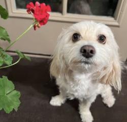 Lost Female Dog last seen Near Wesleyan Ave, El Paso, TX 79928