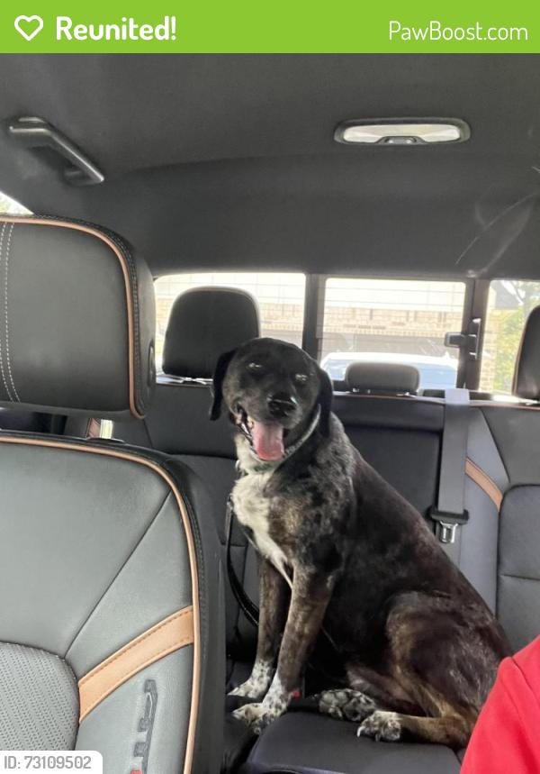 Reunited Female Dog last seen Brutus and Centurian, Roman Forest, TX 77357