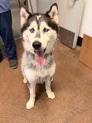 Shelter Stray Male Dog last seen , 14409 Vanowen St, Van Nuys, CA 91405, USA