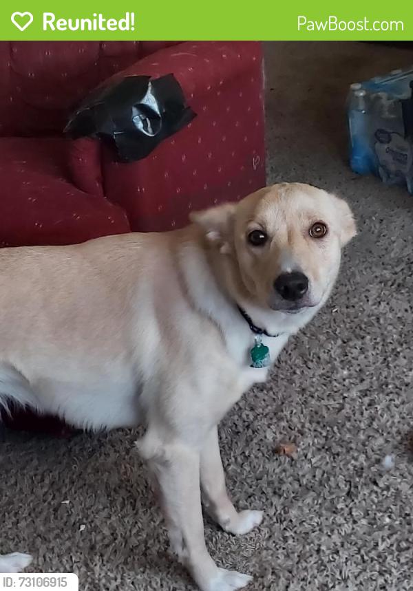 Reunited Female Dog last seen Velp, Green Bay, WI 54303