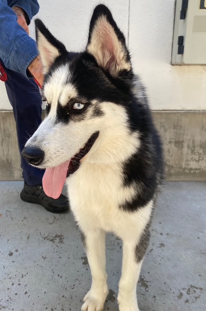 Shelter Stray Female Dog last seen , 14409 Vanowen St, Van Nuys, CA 91405, USA