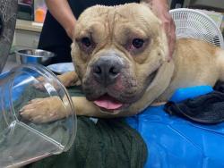 Shelter Stray Male Dog last seen Near BLOCK S 8TH ST, 3839 W Burnham St, West Milwaukee, WI 53215, USA