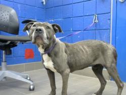 Shelter Stray Female Dog last seen Near BLOCK ZUNI SE #W161, 8920 Lomas Blvd NE, Albuquerque, NM 87112, USA