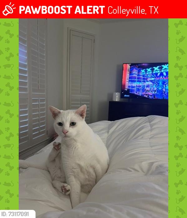 Lost Male Cat last seen Near Hillbrook Dr., Colleyville, TX 76034