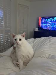 Lost Male Cat last seen Near Hillbrook Dr., Colleyville, TX 76034