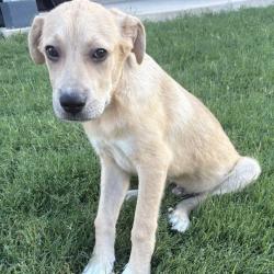 Shelter Stray Male Dog last seen N SAN DARIO AND RIVAS, 4710 TX-151, San Antonio, TX 78227, USA