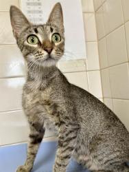Shelter Stray Female Cat last seen BRACKENRIDGE PARK, 4710 TX-151, San Antonio, TX 78227, USA