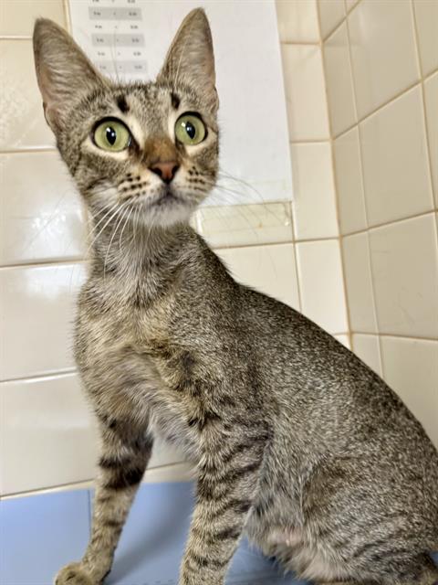 Shelter Stray Female Cat last seen BRACKENRIDGE PARK, 4710 TX-151, San Antonio, TX 78227, USA