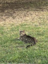 Found/Stray Unknown Cat last seen neighborhood to left of the walmart marker, Oklahoma City, OK 73109