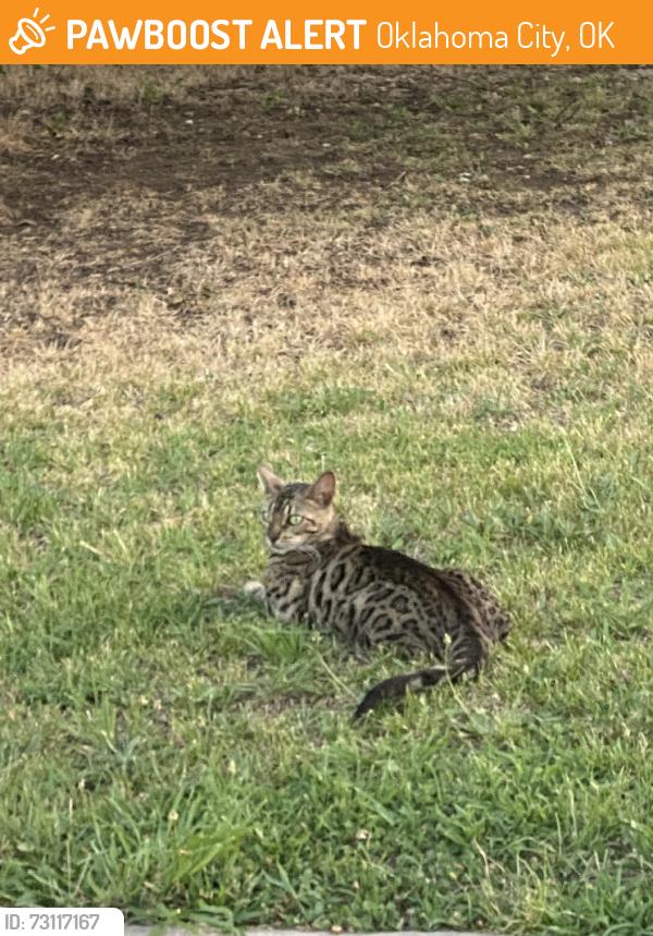 Found/Stray Unknown Cat last seen neighborhood to left of the walmart marker, Oklahoma City, OK 73109