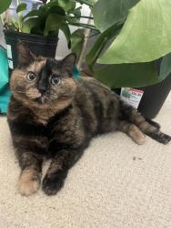 Lost Female Cat last seen Rock Spring st/ Oberlin Dr/ Green Needle Dr, Greensboro, NC 27405