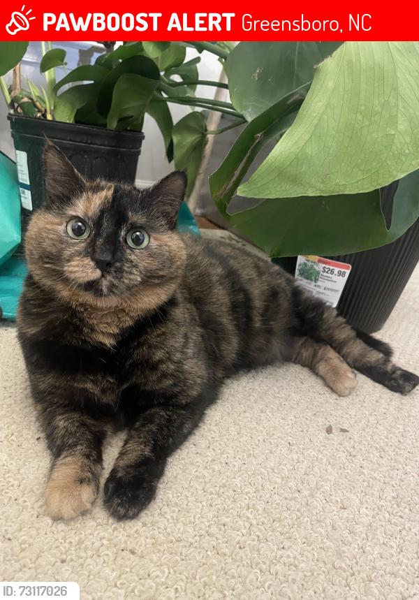 Lost Female Cat last seen Rock Spring st/ Oberlin Dr/ Green Needle Dr, Greensboro, NC 27405