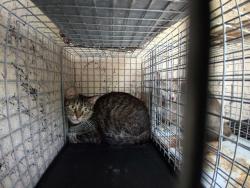 Shelter Stray Unknown Cat last seen Near BLOCK NW 59 WY, SUNRISE FL 33313, 2400 SW 42nd St, Fort Lauderdale, FL 33312, USA