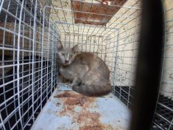 Shelter Stray Female Cat last seen Near BLOCK NW 59 WY, SUNRISE FL 33313, 2400 SW 42nd St, Fort Lauderdale, FL 33312, USA