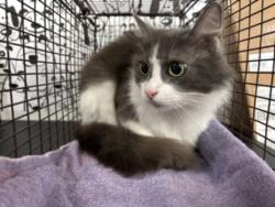Shelter Stray Female Cat last seen , 957 N Gaffey St, San Pedro, CA 90731, USA