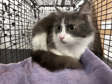 Shelter Stray Female Cat last seen , 957 N Gaffey St, San Pedro, CA 90731, USA
