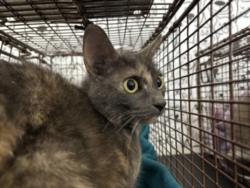 Shelter Stray Female Cat last seen , 957 N Gaffey St, San Pedro, CA 90731, USA