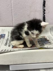 Shelter Stray Male Cat last seen EDGEWOOD AVE S, 2020 Forest St, Jacksonville, FL 32204, USA