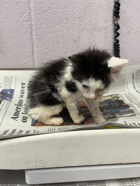 Shelter Stray Male Cat last seen EDGEWOOD AVE S, 2020 Forest St, Jacksonville, FL 32204, USA