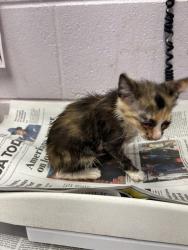 Shelter Stray Female Cat last seen EDGEWOOD AVE S, 2020 Forest St, Jacksonville, FL 32204, USA