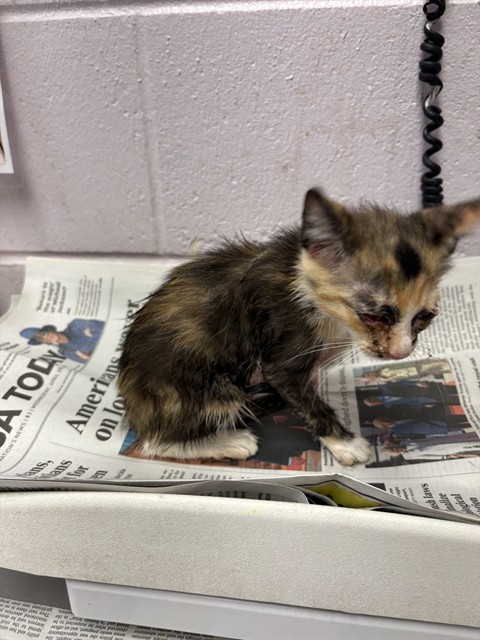 Shelter Stray Female Cat last seen EDGEWOOD AVE S, 2020 Forest St, Jacksonville, FL 32204, USA