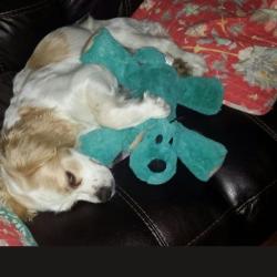 Reunited Male Dog last seen Bunker and Riddell Rd, Bremerton, WA 98310