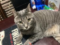 Reunited Male Cat last seen Hutchinson and Porter, Philadelphia, PA 19148