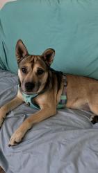 Found/Stray Female Dog last seen Windbridge, Sacramento, CA 95831
