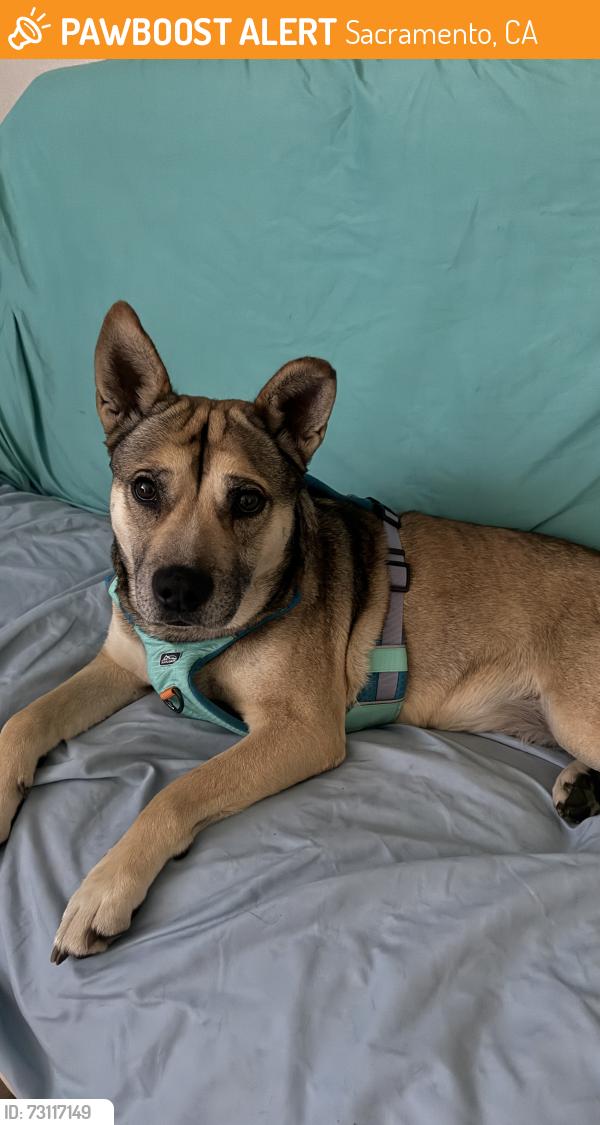 Found/Stray Female Dog last seen Windbridge, Sacramento, CA 95831