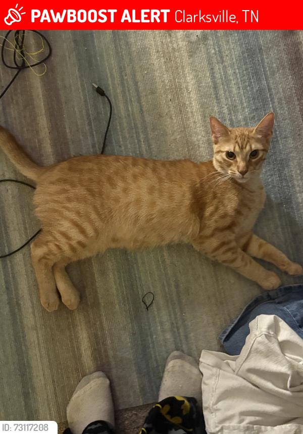 Lost Male Cat last seen west creek elementary school, Clarksville, TN 37042