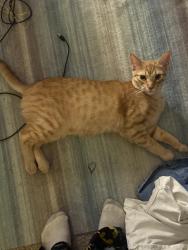 Lost Male Cat last seen west creek elementary school, Clarksville, TN 37042