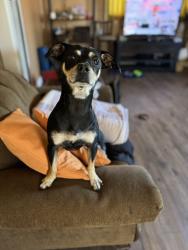 Reunited Male Dog last seen Glenoaks and Alameda, Burbank, CA 91502